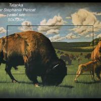 Tatanka - 52x72cm - Disponible