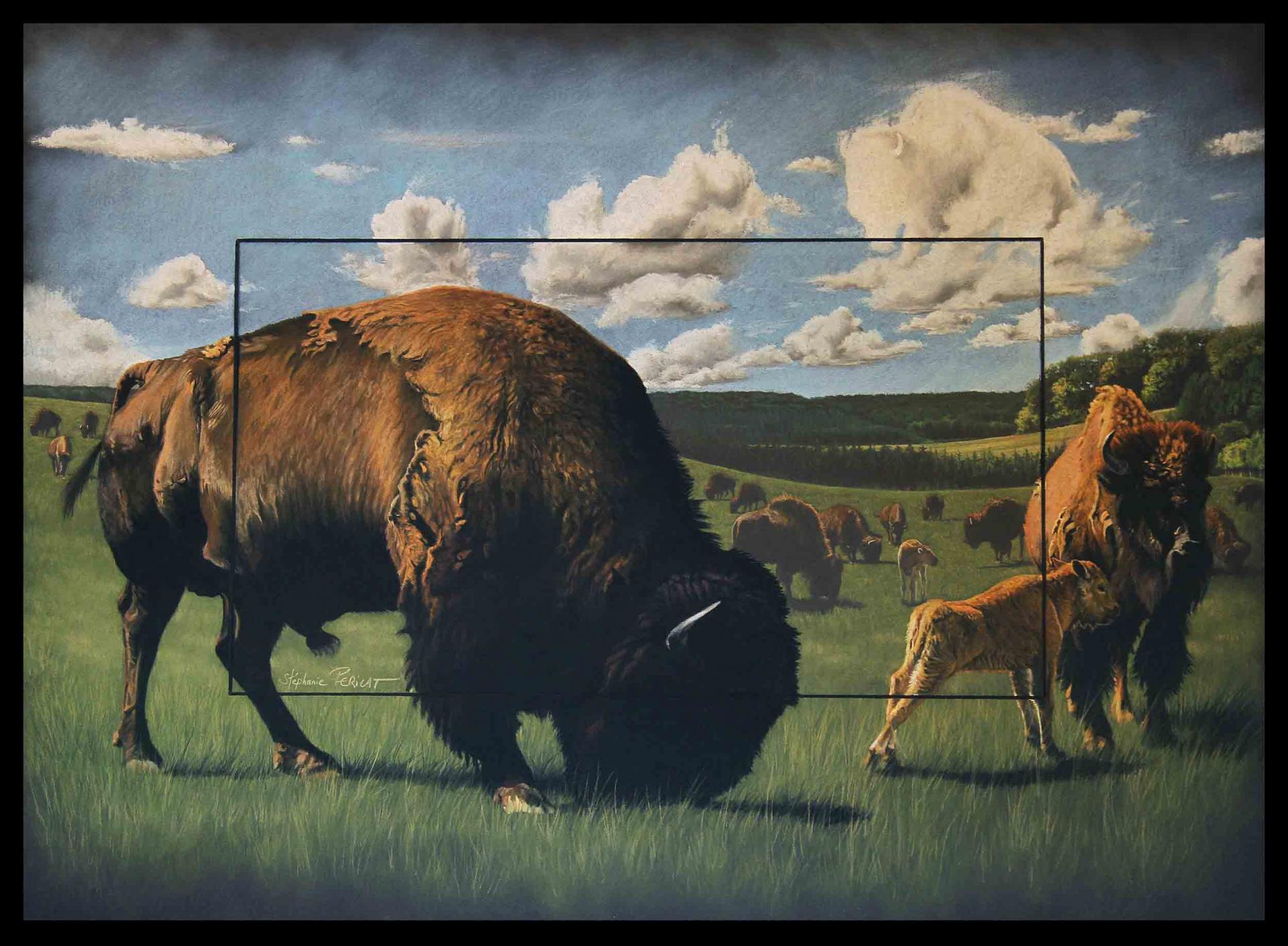 Tatanka (la légende du bison blanc) - 50x70 cm - Disponible